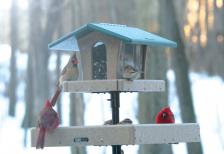 Ultimate Bird Feeder System